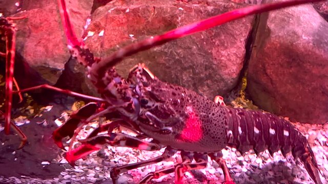 Lobster Fine Seafood Walking along The Sea Bed