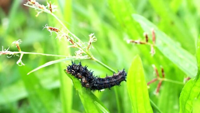 Buckeye butterfly caterpillar in the high grass.