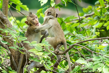 Two monkeys playing in a tree in nature.