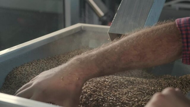 A young brewer wearing a leather apron controls the grinding of malt seeds in a mill at a modern brewery