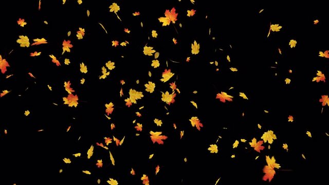 Autumn Maple Leaves Falling. Element footage fall start to end easy to use and change color place on footage or background.