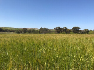 西オーストラリアの青空と黄金色の麦畑