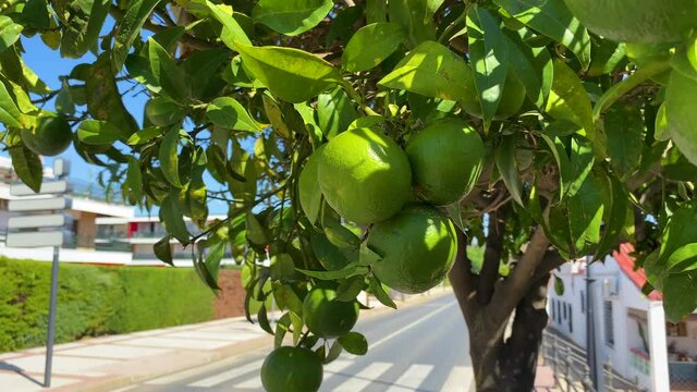 Green orange tree near Main Street in El rompido, Spain