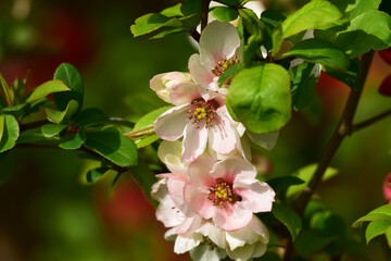 薄ピンクの木瓜の花