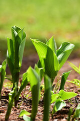 ホスタの新しい芽