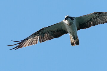 osprey in flight