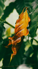 photo of artistic old leaves in the garden