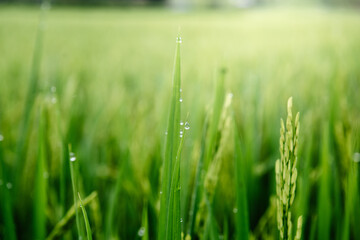 Close-Up of Rice Paddy Plant With Rain Drop on The Leaves During Sunset. Agriculture Rice Farming Background, Nature Plant of Fresh Rice Grain in The Fields. Sustainable Resource