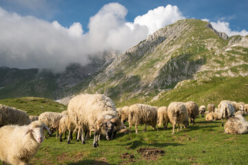 Fototapeta premium Big Herd of sheeps grazing in mountains.