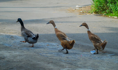 geese line up on the street © Afif Fatchurozi