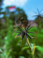close up photo of flowers