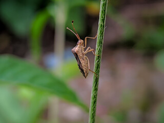 stink bugs perch on plant stems