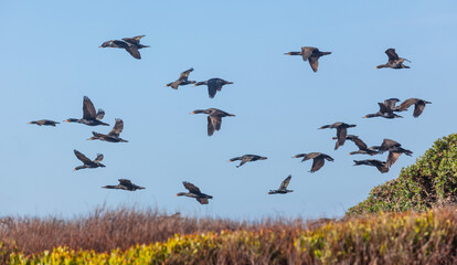 Cape Cormorants in Flight