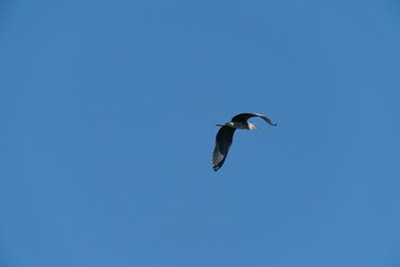 blue heron in flight