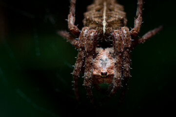 araña insecto web naturaleza arácnidos macro bokeh 