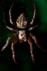 araña insecto web naturaleza arácnidos macro bokeh 