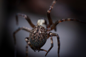 araña insecto web naturaleza arácnidos macro bokeh 