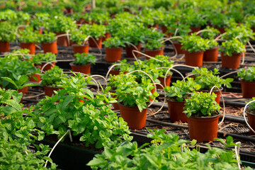 View of fresh green melissa seedlings in pots. Greenhouse plants..