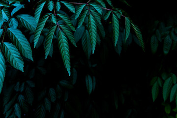Dark green leaves and its branches at the upper corner in black background with empty copy space...