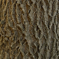Brown dark wood texture close up. Cracked wallpaper background