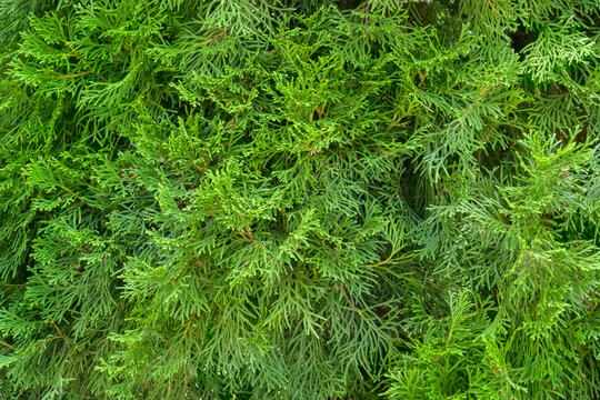 Green thuja tree background. Platycladus orientalis is an evergreen coniferous plant. Close-up image