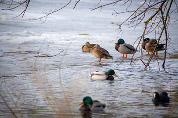Water birds in winter time. European coot swimming in cold water, wild duck males and females standing on ice. Selective focus on the animals, blurred background.