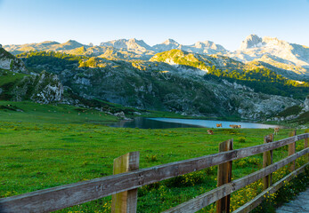 Picturesque rocky landscape with cows grazing in green highland pastures above lakes of Covadonga, Asturias, Spain..