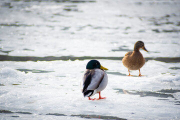 Couple of mallards standing on ice. Wild duck family on frozen Neris river, Vilnius, Lithuania. Wildlife photography in urban areas. Selective focus on the birds, blurred background.