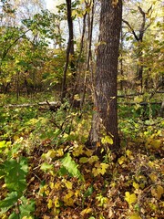 autumn in the woods