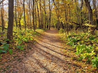 Beautiful path covered in fallen leaves at Beaudry Provincial Park, Manitoba.
