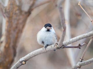 Cute bird the willow tit, song bird sitting on a branch without leaves in the winter.