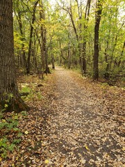 Beautiful path covered in fallen leaves at Beaudry Provincial Park, Manitoba.