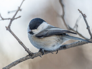 Cute bird the willow tit, song bird sitting on a branch without leaves in the winter.