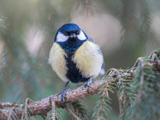 Cute bird Great tit, songbird sitting on the fir branch