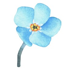 Forget-me-not. Watercolor botanical illustration included in the collection of wildflowers. Isolated image on a white background. For your design.