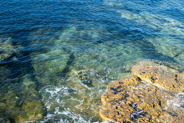 coral reef in the sea