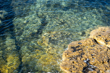 coral reef in the sea