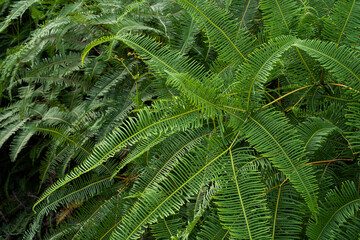 Common ferns Dicranopteris linearis, found on most roadside in Malaysia. Selective focus points. 