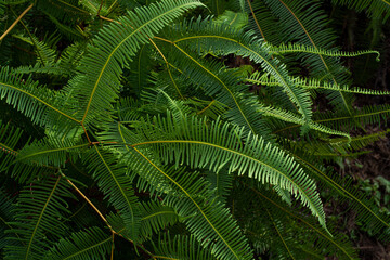 Common ferns Dicranopteris linearis, found on most roadside in Malaysia. Selective focus points. 