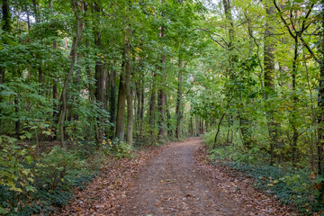 a hiking trail leads through a forest. autumnal atmosphere in a forest where the leaves have different colors. 