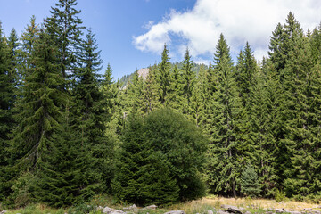 Obraz premium View to a forest and clouds on blue sky
