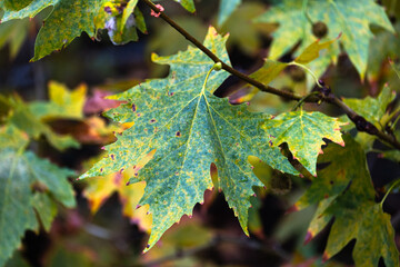 raindrops on the sycamore leaf starting to dry