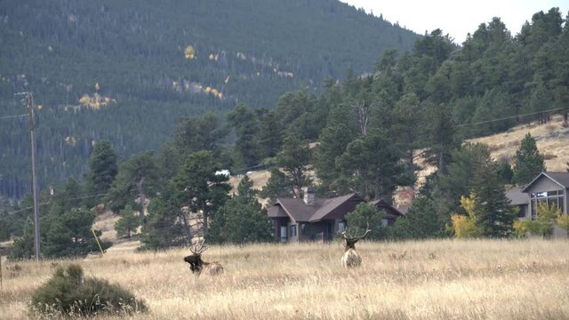 Two rocky mountain bull elk walking through field towards distant houses, 4K