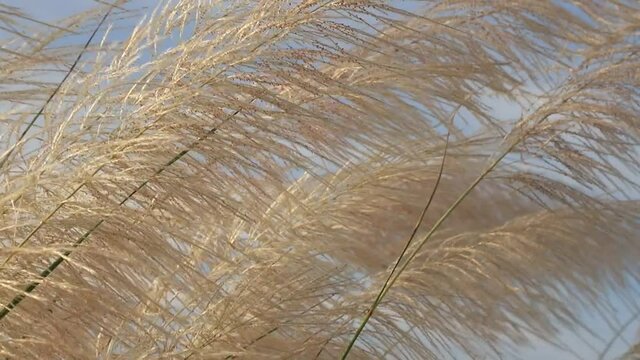 Beautiful white Kans  Kash grass flower plant (Saccharum spontaneum)  Icon of Autumn. blowing in the wind, blue sky background.