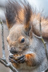 Obraz premium The squirrel with nut sits on tree in the winter or autumn. Eurasian red squirrel, Sciurus vulgaris.