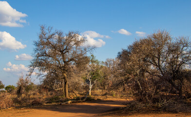 The dry landscape of Limpopo province in South Africa