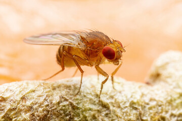 Tropical Fruit Fly Drosophila Diptera Parasite Insect Pest on Ripe Fruit Vegetable Macro
