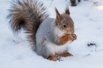 Naklejka na ściany i meble The squirrel in winter sits on white snow.