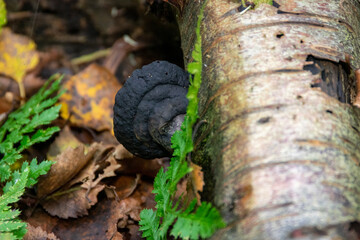 trunk