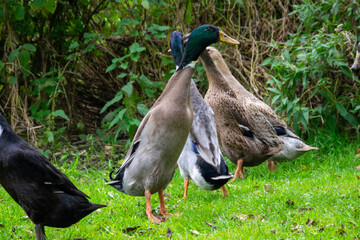 duck